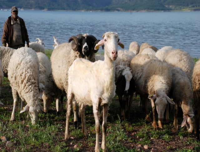 Yaylalarda koyun kırkma sezonu başladı