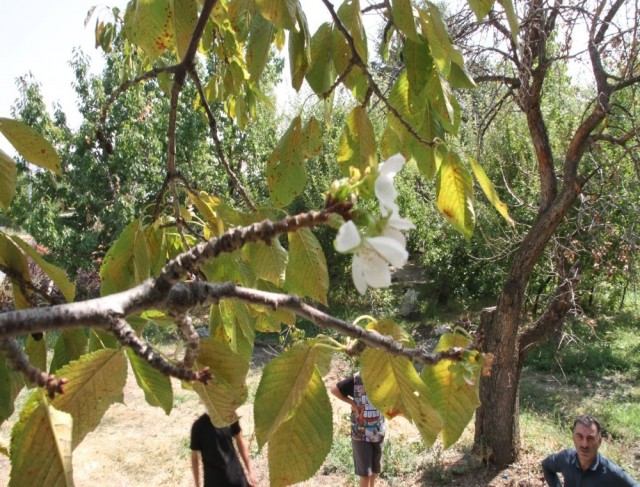 Eylül’de çiçek açan kiraz ağacı şaşırttı