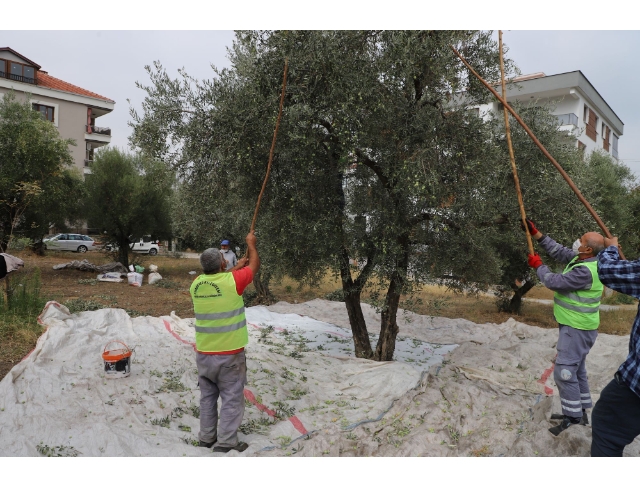 Ege’de zeytin hasadı başladı, omuz ağrıları arttı