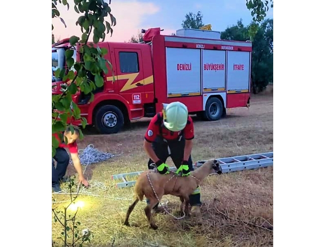 Kuyuya düşen koyun kurtarıldı