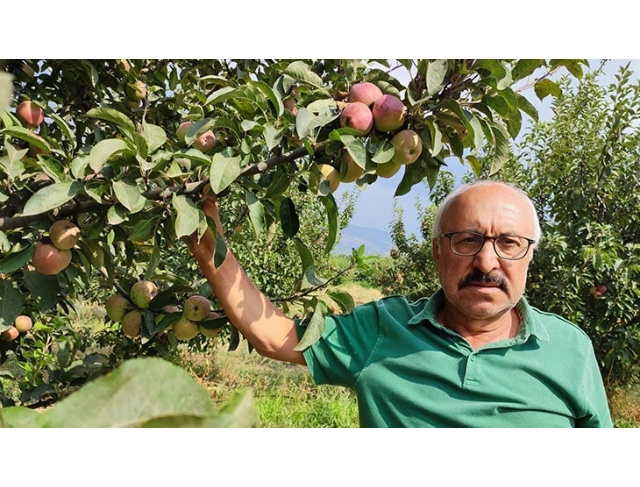 Elma üreticilerinin başı ‘kara leke’ ile dertte