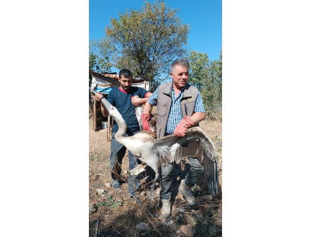 Yaralı pelikan tedavi altına alındı