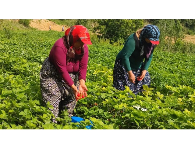 Kirazın ardından çilek üreticileri de düşen fiyatlara tepki gösterdi