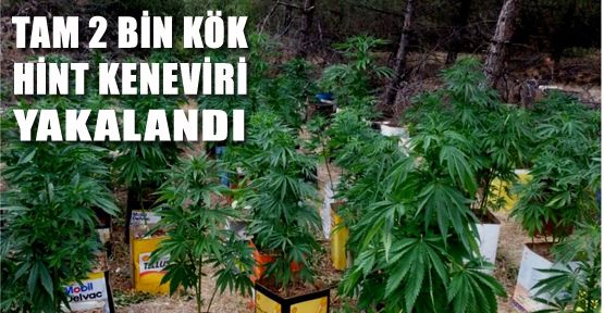 2 BİN KÖK HİNT KENEVİRİ ELE GEÇİRİLDİ