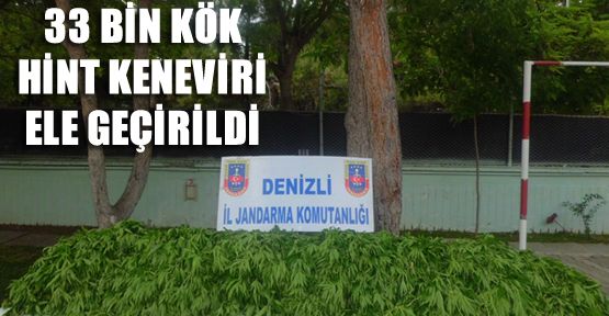 33 BİN ADET KÖK KENEVİRİ ELE GEÇİRİLDİ