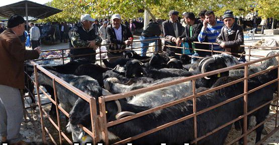 ACIPAYAM CANLI HAYVAN PAZARI TEDBİR AMAÇLI KAPATILDI