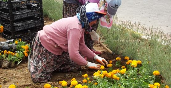 ACIPAYAM'DA KAVŞAKLAR ÇİÇEK AÇTI