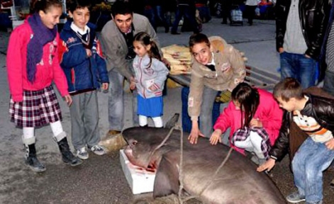 DENİZLİ'DE KÖPEK BALIĞI ŞAŞKINLIĞI