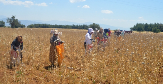 HAŞHAŞ HASADI BAŞLADI