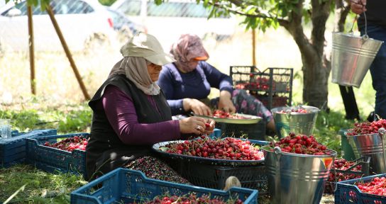 İhracatlık kirazın piyasası 22 TL’den açıldı, üreticinin yüzü güldü