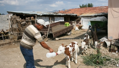 İnek üçüz doğurdu çiftçi çifte bayram yaşadı