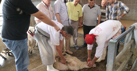 SERİNHİSAR'DA KURBAN KESİM KURSU TAMAMLANDI