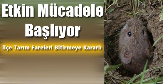 TARLA FARESİ İLE TARAMALI VE TOPLU MÜCADELE BAŞLAYACAK