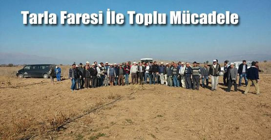 TARLA FARESİ İLE TOPLU MÜCADELE BAŞLADI