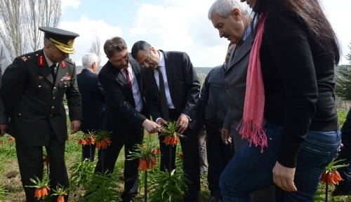 Ters lale ekonomiye kazandırılacak