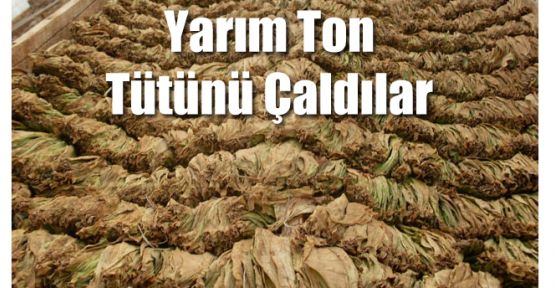 YARIM TON TÜTÜNÜ ÇALDILAR