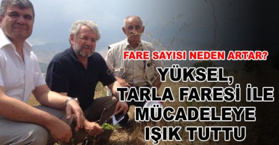 Yüksel, Tarla Faresi İle Mücadeleye Işık Tuttu