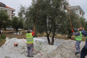 Ege’de zeytin hasadı başladı, omuz ağrıları arttı