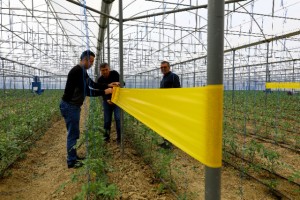 Büyükşehirüreticinin yüzünü güldürmeye devam ediyor