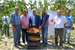 Erkenci kayısı çiftçinin yeni gelir kapısı oldu