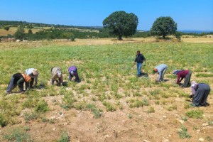 Denizli kekikten 66 milyon dolar ihracat geliri elde etti