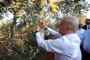 Büyükşehir zeytin üreticilerini bu yıl da unutmadı