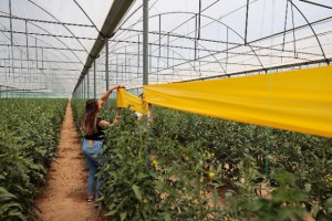 Denizlili üreticilere haşerelerle mücadele desteği sürüyor