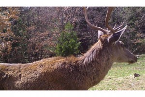 Fotokapanlara yansıyan görüntüler belgeseli aratmadı