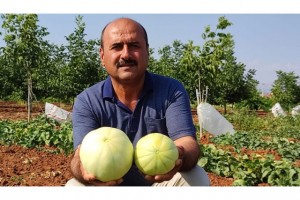 Susuz üretilen Çal kavununda hasat devam ediyor