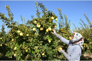 Türkiye ayva üretiminin yüzde 4’ü Denizli’de gerçekleşiyor