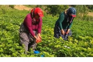 Kirazın ardından çilek üreticileri de düşen fiyatlara tepki gösterdi