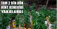 2 BİN KÖK HİNT KENEVİRİ ELE GEÇİRİLDİ