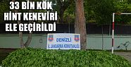 33 BİN ADET KÖK KENEVİRİ ELE GEÇİRİLDİ