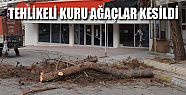 CUMHURİYET MEYDANINDAKİ TEHLİKELİ KURU ÇAM AĞAÇLAR KESİLDİ