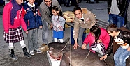 DENİZLİ'DE KÖPEK BALIĞI ŞAŞKINLIĞI