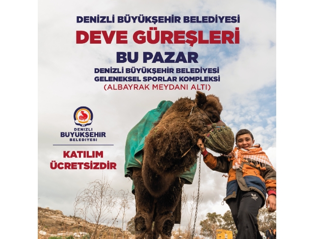 Deve güreşi heyecanı Denizli’de