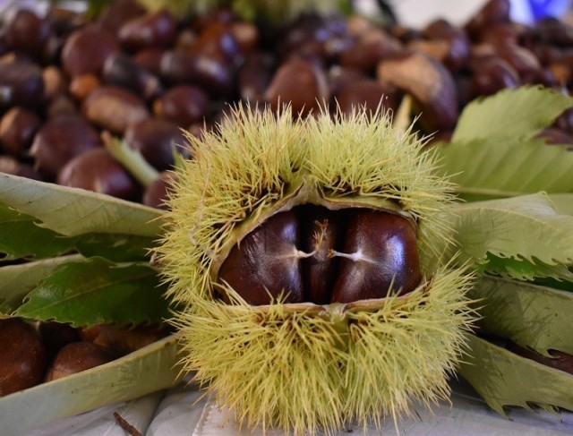 Nazilli, kestane üretiminde ilk sırada