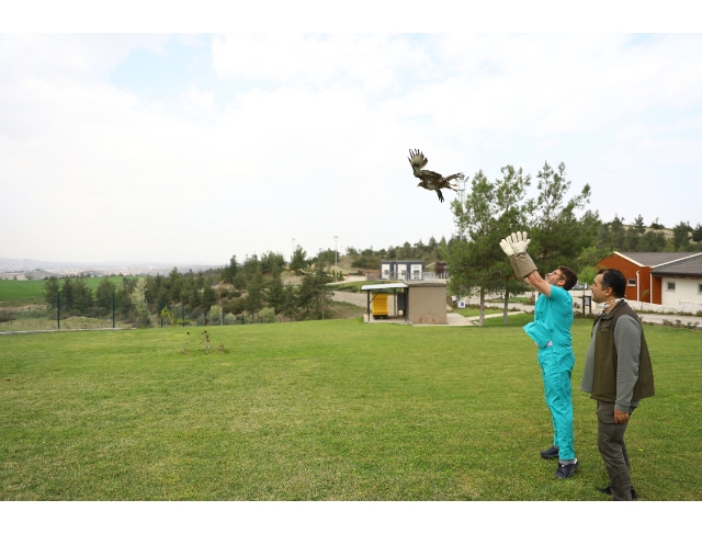 Büyükşehir yaban dostlarına da sahip çıkıyor