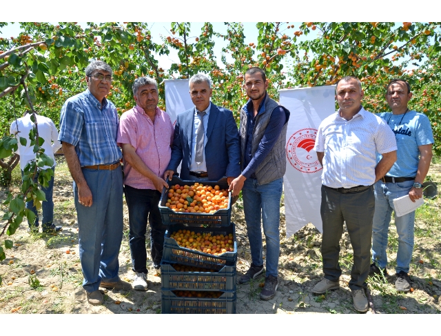 Erkenci kayısı çiftçinin yeni gelir kapısı oldu