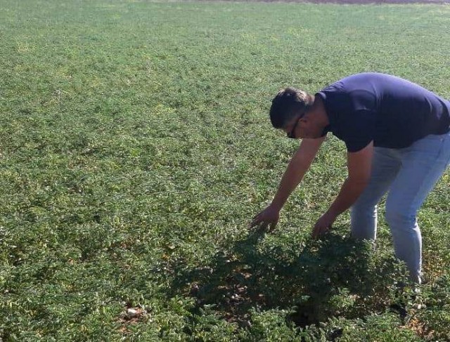 Aslanapada nohut bitkisinde hastalık, zararlı ve fenolojik dönem takibi