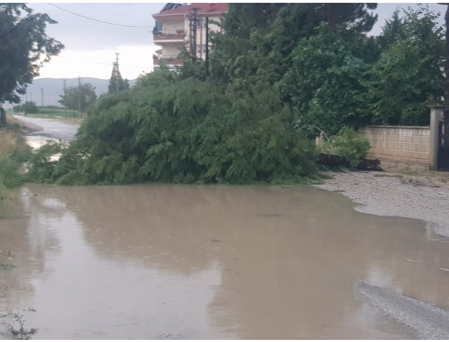 Yağmur ve fırtına ağaçları devirdi