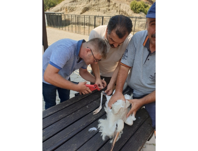 Yaralı leylek tedavisinin ardından özgürlüğe kanat çırptı