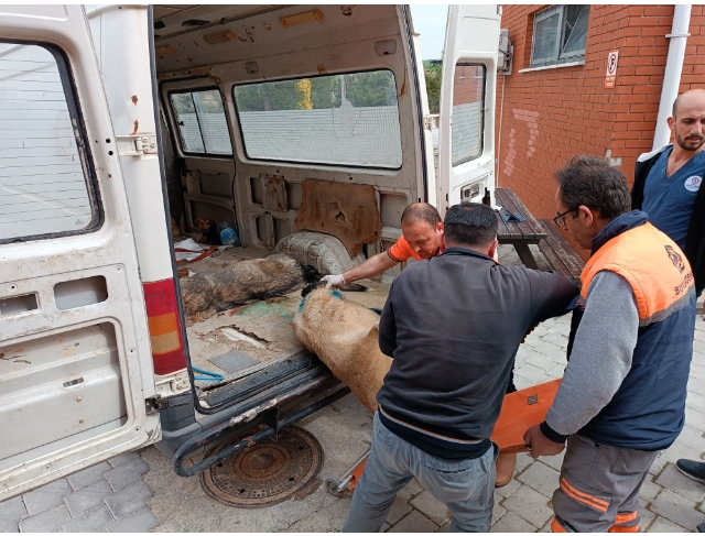 Köpek dövüşüne jandarma baskını: 15 gözaltı