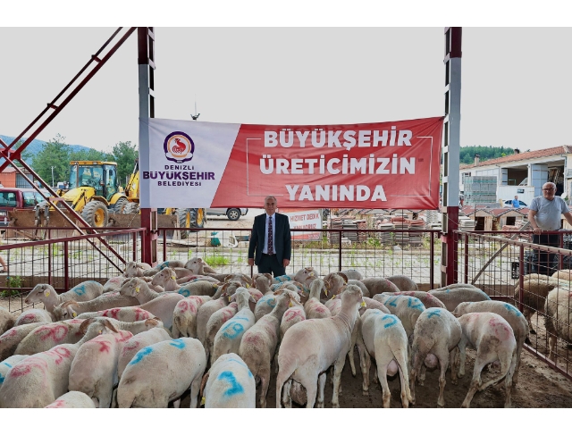 Büyükşehir damızlık koç ve teke dağıtımı sürüyor