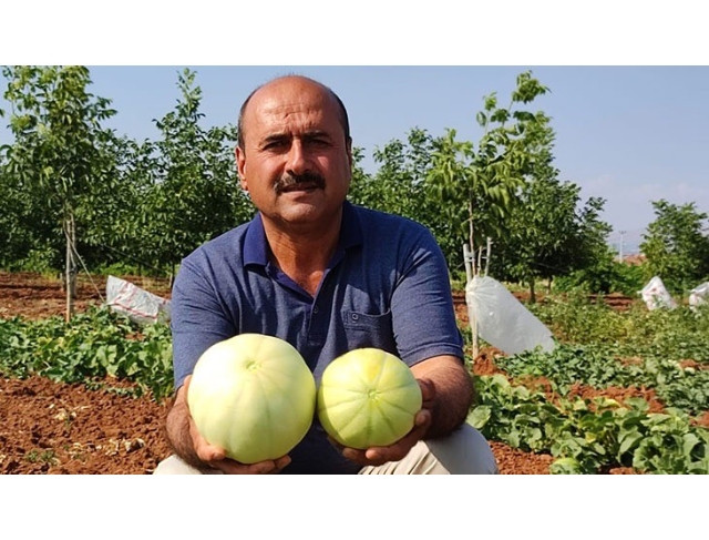 Susuz üretilen Çal kavununda hasat devam ediyor