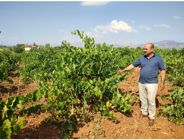 Çal karasında hasat devam ediyor