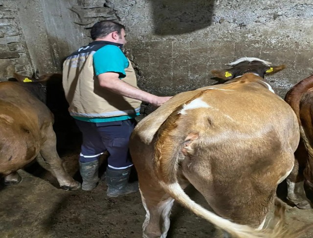 Yonca yiyerek şişen 163 hayvana veteriner hekimler müdahale etti