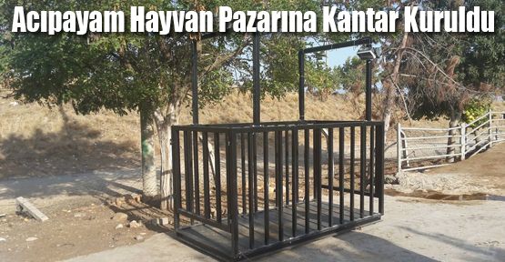 ACIPAYAM CANLI HAYVAN PAZARINA KANTAR KURULDU