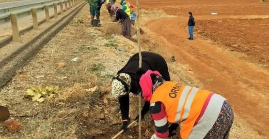 ANTALYA YOLU KENARINA AĞAÇLANDIRMA ÇALIŞMASI YAPILDI