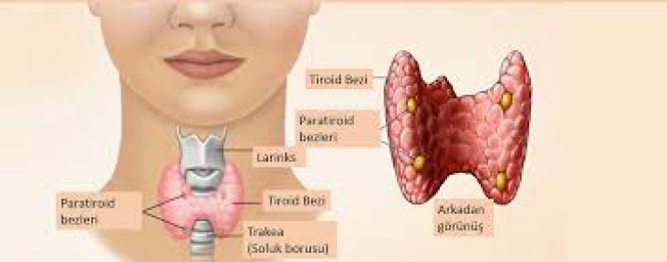 Büyükşehir'den "Tiroit Hastalığı Semineri"ne davet